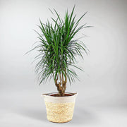 Caribbean Woven Basket 'Plait' - Organic Nature